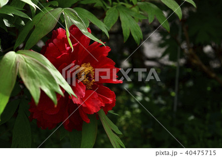 花、牡丹、赤色＠自宅の庭、堺市、大阪府 40475715