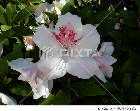 ツツジ　つつじ　Rhododendron 40475835