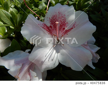 ツツジ　つつじ　Rhododendron 40475836