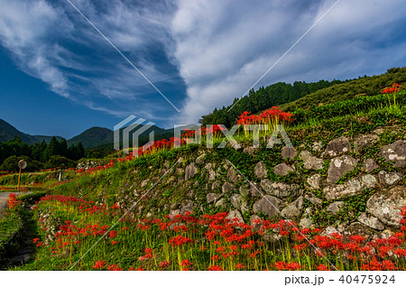 棚田と彼岸花 40475924