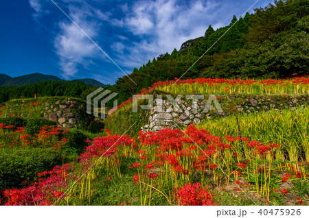 棚田と彼岸花 棚田と彼岸花 40475926