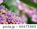 紫陽花 40475969