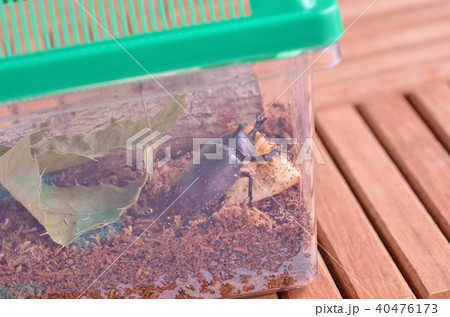 カブトムシがリンゴを食べているところ 40476173