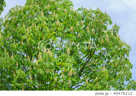 トチノキ　花（5月） 40476212