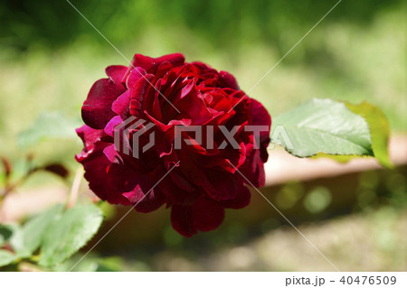 花、薔薇、濃い赤色@自宅の庭、堺市、大阪府 花、薔薇、濃い赤色@自宅の庭、堺市、大阪府 40476509