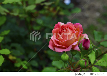 花 薔薇 薄い赤色に黄色の地模様 白色 自宅の庭 堺市 大阪府の写真素材