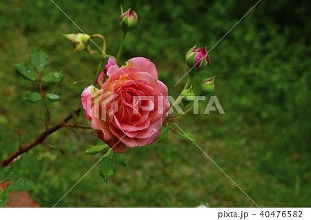 花 薔薇 薄い赤色に白色色 白色 自宅の庭 堺市 大阪府の写真素材