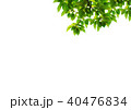 若葉　切り抜き　合成用 40476834