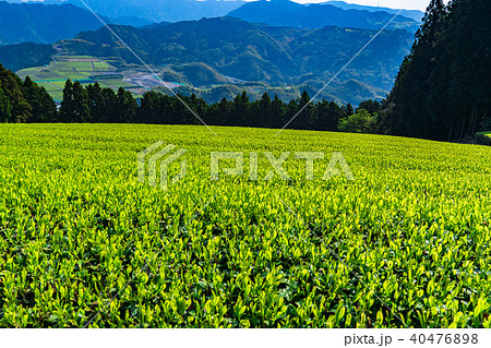 《静岡県》天空の茶畑 40476898