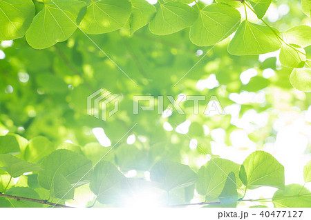 新緑のカツラ 5月 明るい緑の写真素材