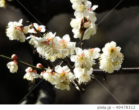 ウメ／日比谷公園 40478312