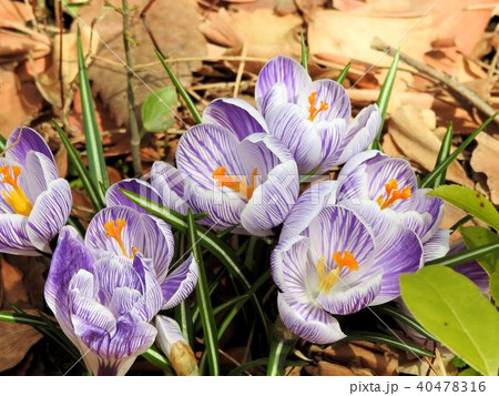 クロッカス／日比谷公園 40478316
