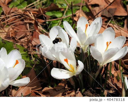 クロッカス／日比谷公園 40478318