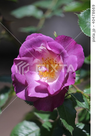 薔薇 ブルーフォーユー 薔薇 ブルーフォーユー 40478669