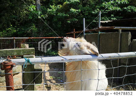 柳山アグリランド ふれあいヤギ牧場 柳山アグリランド ふれあいヤギ牧場 40478852