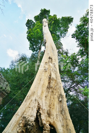 Tree at Ta Prohm, Cambodia 40478873