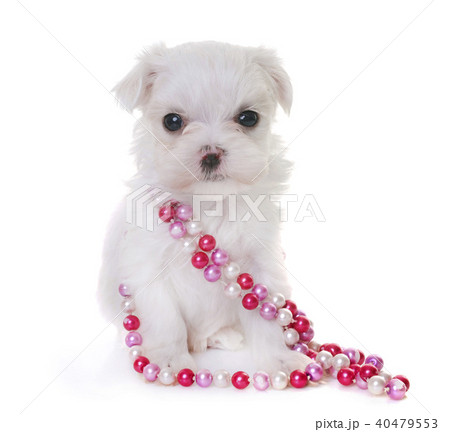 puppy maltese dog 40479553