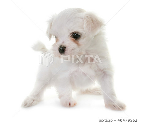 puppy maltese dog 40479562