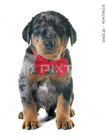 puppy beauceron in studio 40479616