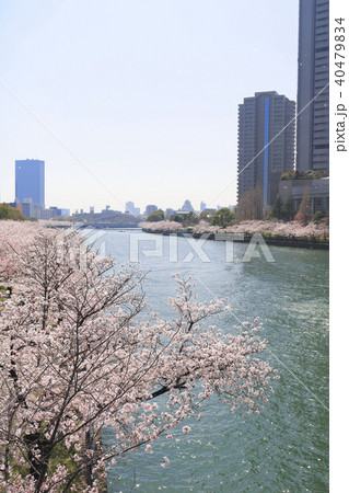 大川沿いのさくら 大川沿いのさくら 40479834