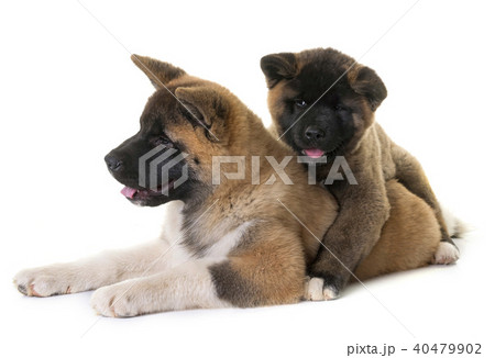 puppies american akita 40479902