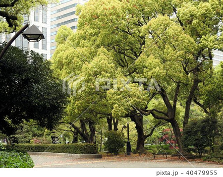 クスノキ(若葉の頃)/日比谷公園 クスノキ(若葉の頃)/日比谷公園 40479955