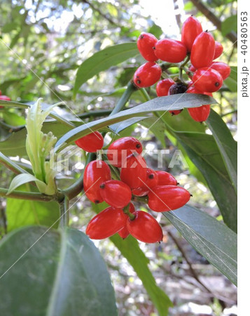 アオキの実 赤い実 アオキの実 赤い実 40480563