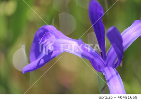 カキツバタ群落 40481669