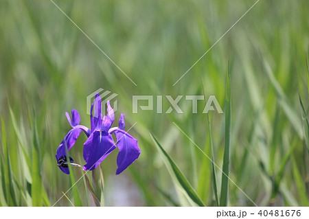カキツバタ群落 40481676