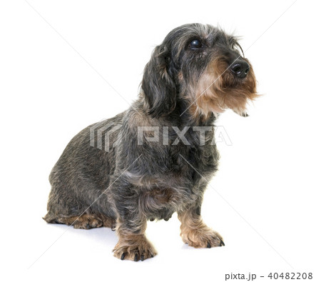 dachshund in studio dachshund in studio 40482208