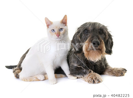 dachshund and kitten 40482225
