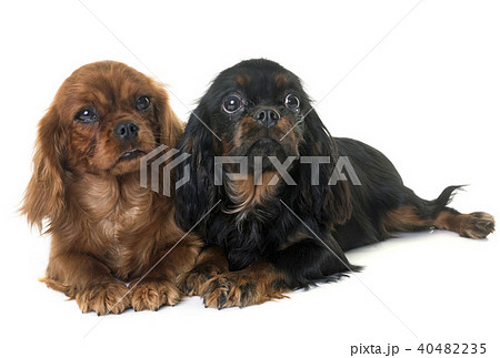 puppy cavalier king charles 40482235