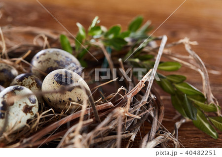 Willow nest with quail eggs on the dark wooden background, top view, close-up, selective focus Willow nest with quail eggs on the dark wooden background, top view, close-up, selective focus 40482251