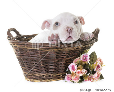 puppy american bully puppy american bully 40482275