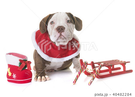puppy american bully and christmas puppy american bully and christmas 40482284