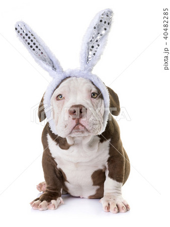 puppy american bully puppy american bully 40482285