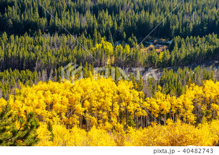 Aspen grove at autumn in Rocky Mountains 40482743