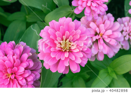 pink Zinnia flower (Zinnia violacea Cav.) pink Zinnia flower (Zinnia violacea Cav.) 40482898