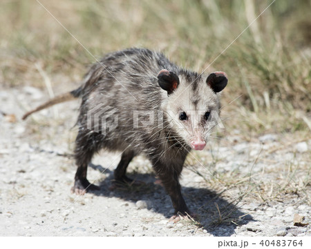 Common Opossum Walkingの写真素材 40483764 Pixta