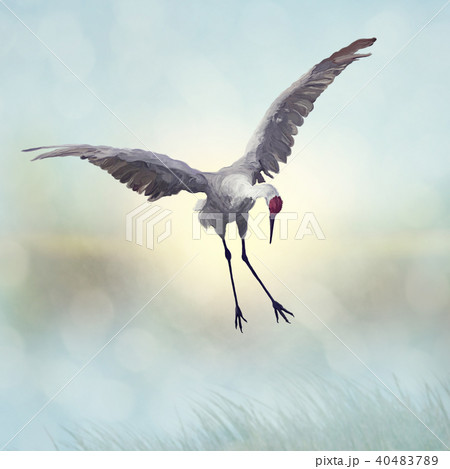 Sandhill Crane painting Sandhill Crane painting 40483789