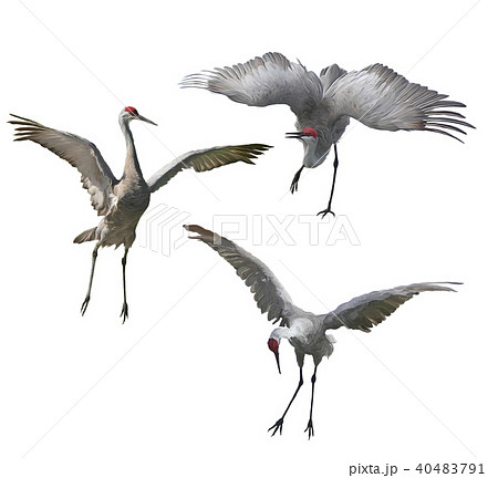Sandhill Cranes painting Sandhill Cranes painting 40483791