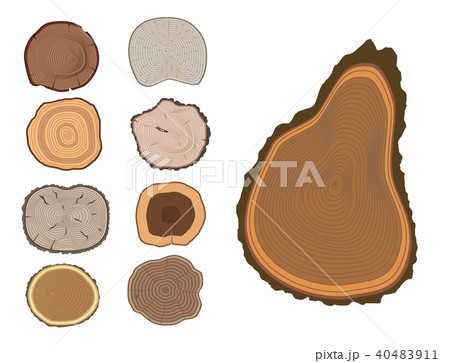 Tree wood trunk slice texture circle cut wooden raw material vector detail plant years history Tree wood trunk slice texture circle cut wooden raw material vector detail plant years history 40483911