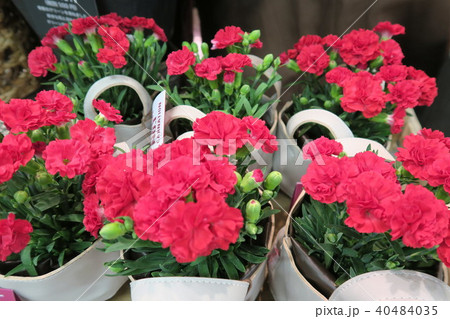 カーネーション 40484035