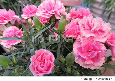 カーネーション 40484037