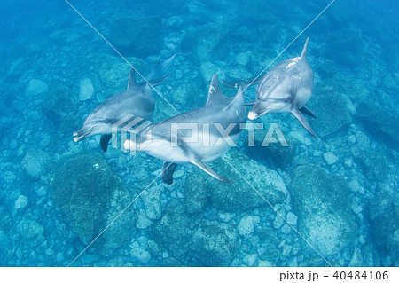 イルカ 40484106