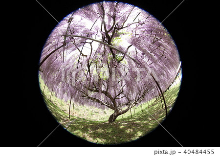 さかなが見た丹波百毫寺の九尺藤 40484455