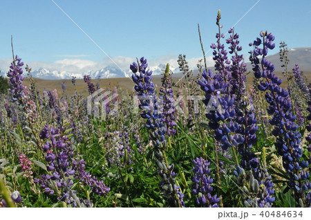 テカポ湖畔のルピナス、サザンアルプス 40484634