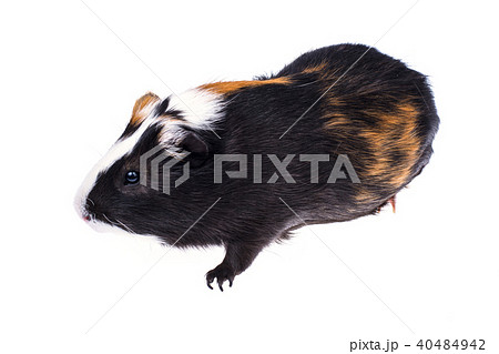 Home guinea pig on white 40484942