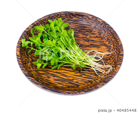 Young sprouts cress lettuce 40485448