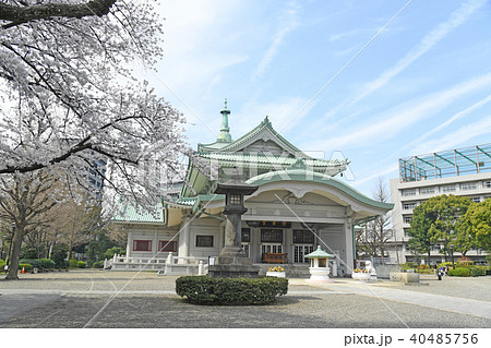 東京都墨田区両国 春の横網町公園 桜 東京都墨田区両国 春の横網町公園 桜 40485756